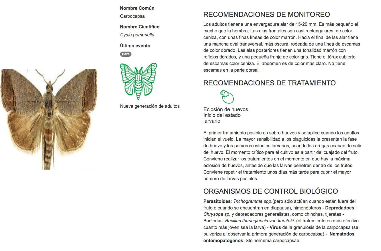 La Identificaci N De Larvas De Lepid Pteros De Importancia Agr Cola