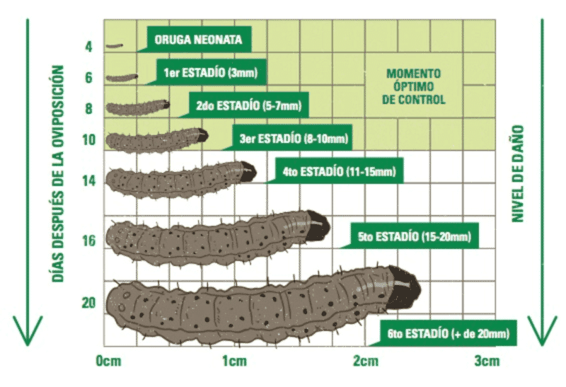 Fases larvarias gusano cogollero