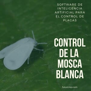 Chemical control of whitefly