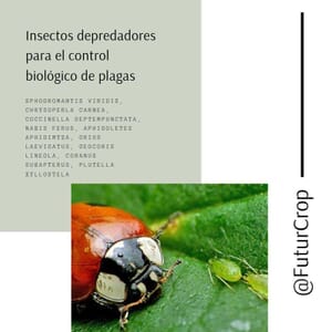 Insectos depredadores para el control biológico de plagas