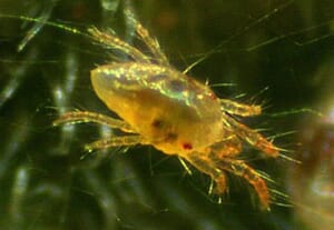 Tetranychus urticae.jpg?w=300&h=207&scale