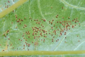 Tetranychus urticae1.jpg?w=300&h=201&scale
