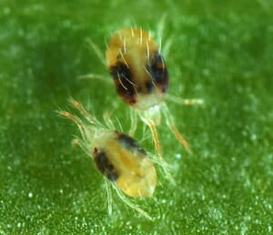 tetranychus urticae senpolia.jpg?w=300&h=258&scale