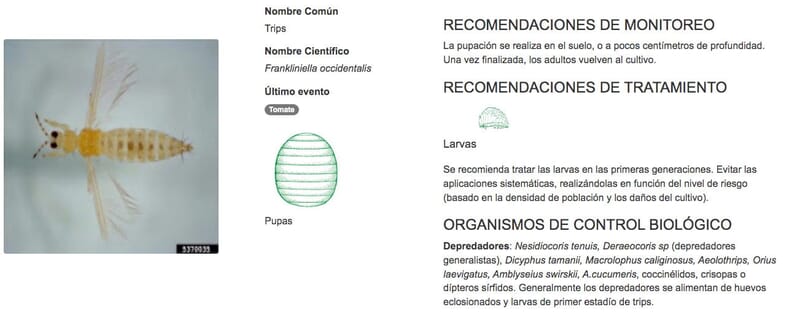 ficha frankliniella occidentalis.jpg?w=800&h=323&scale