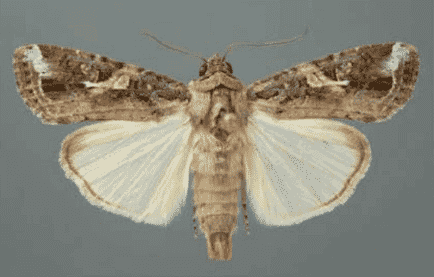 spodoptera frugiperda aldult male