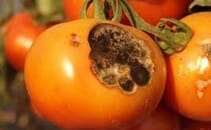 Síntomas de Tizon tempradno en tomate