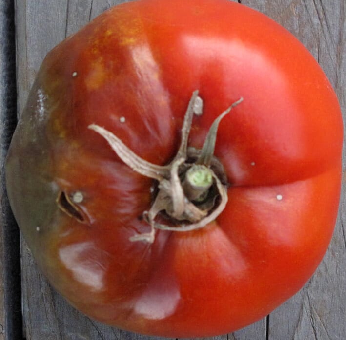 Síntomas del tizón tardío en tomate
