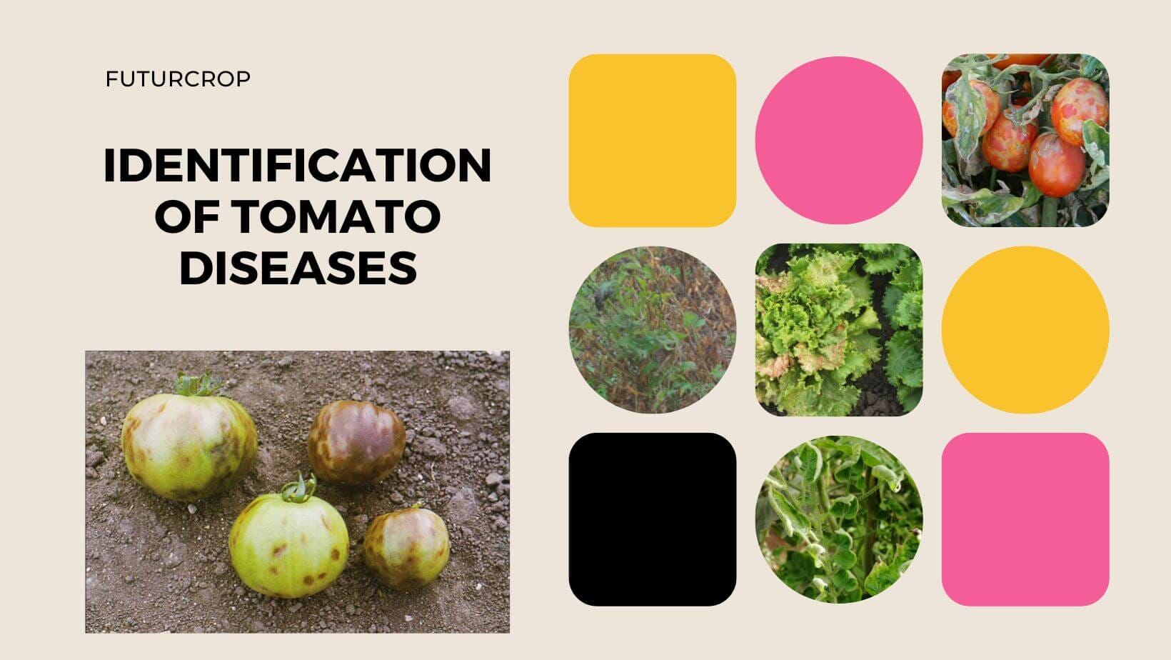 blog 16 tomato diseases futurcrop
