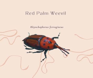 Automatic risk warnings for the control of the red palm weevil