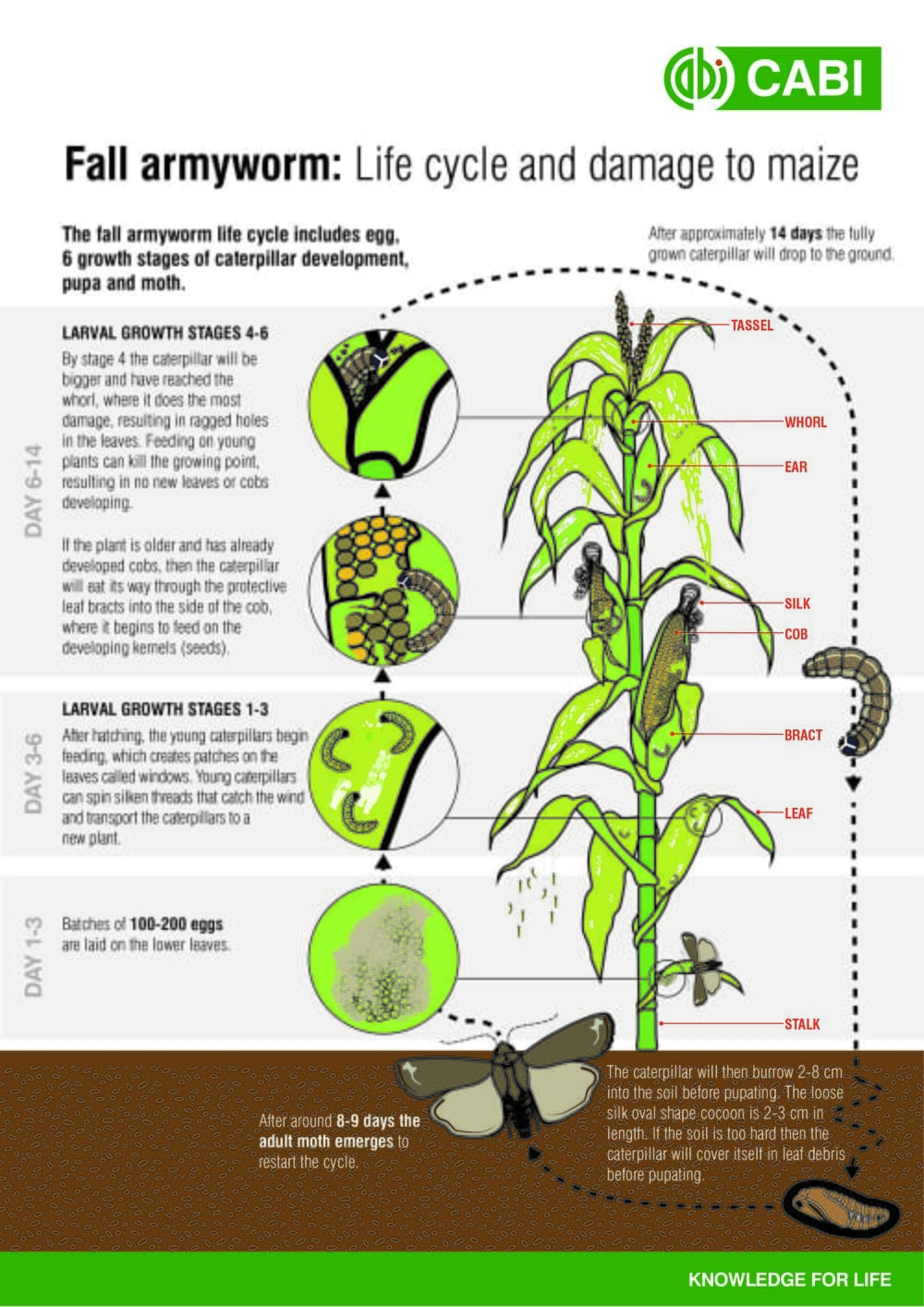 Fall Armyworm Lifecycle Maize Pest A4 01