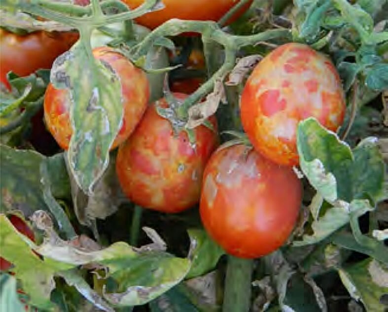 Síntomas de TSWV en tomate